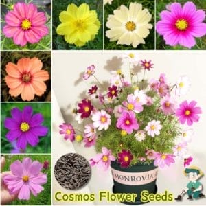 বারোমাসি F1 হাইব্রিড থাইল্যান্ডের কসমস ফুলের বীজ! ( ৬০০ বিজ প্যাকেজ + ডেলিভারি চার্জ প্রযোজ্য)