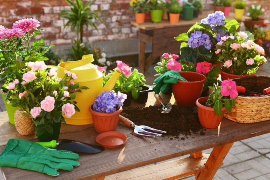 ছাদ বাগানের জন্য উপযুক্ত গাছ | সহজ পরামর্শ ও টিপস