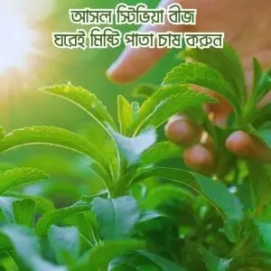 স্টেভিয়া গাছের বীজ - আপনার স্বাস্থ্যকর ও জিরো-ক্যালোরি মিষ্টির উৎস!