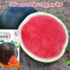 বিচি ছাড়া হাইব্রিড তরমুজের বীজ: উচ্চ ফলনশীল ও ১২ মাসি জাত