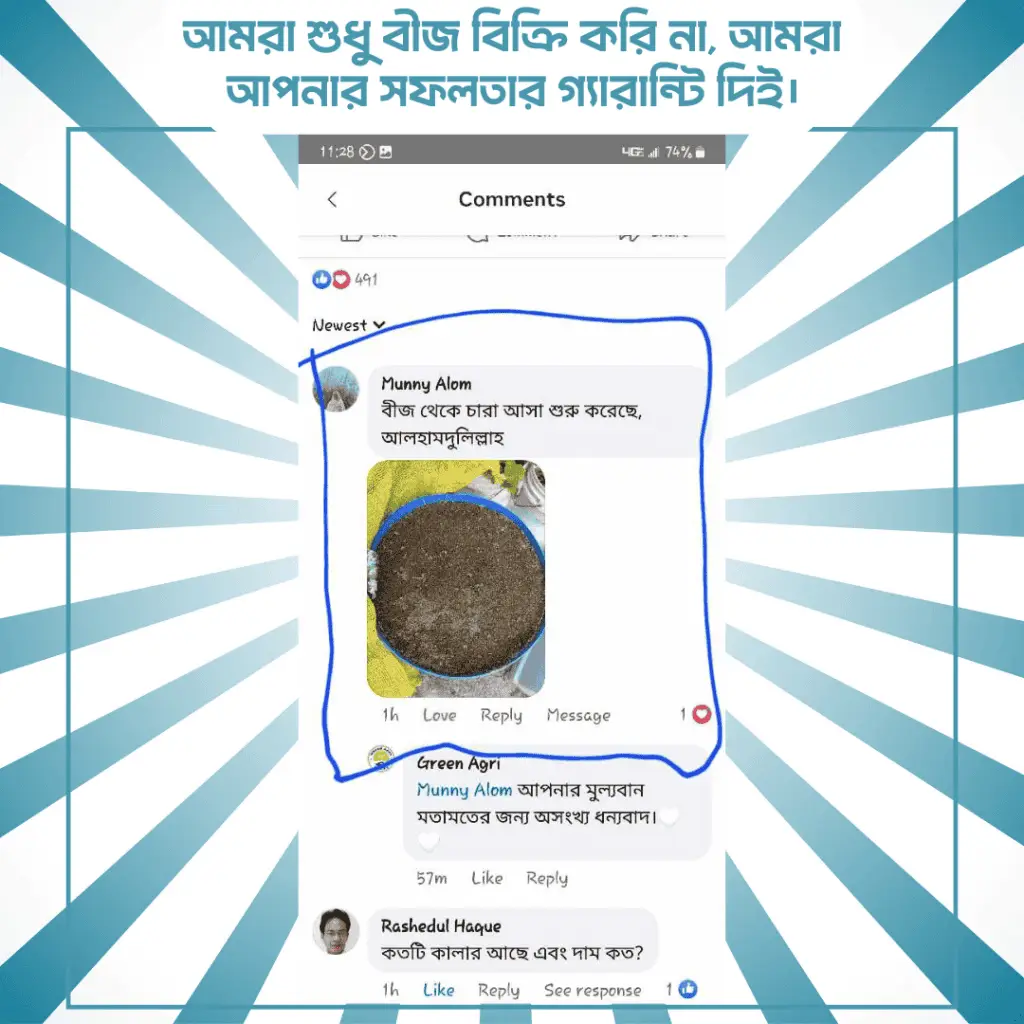 cosmos-flower-seeds (2)