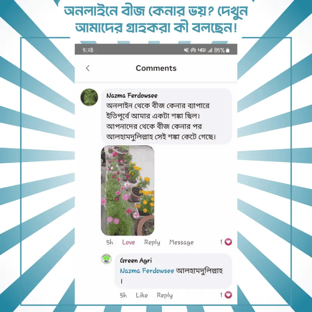 cosmos-flower-seeds (3)